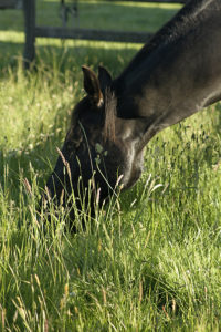 Grazing_Horse_campsite_web