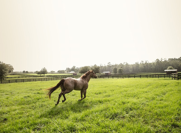 Absorbine Running horse