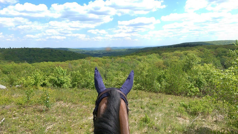 Absorbine View between ears