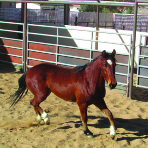 Mustang Heritage Foundation