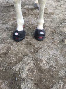 navicular