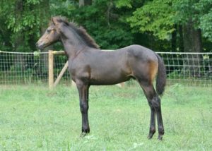 Weanling