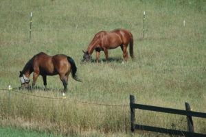 Over-seeding Your Pastures