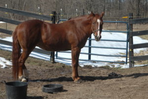 Over-seeding Your Pastures