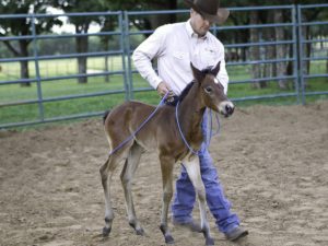 foal training tips from Clinton Anderson Downunder Horsemanship