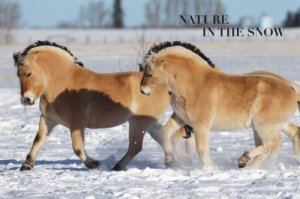 master equestrian photographer Bob Langrish