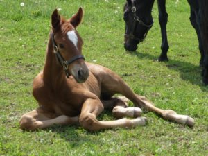 Breeding the Maiden Mare