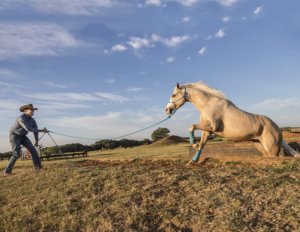 Clinton Anderson Downunder Horsemanship Lesson