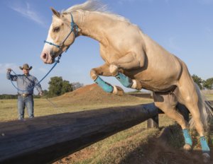 Clinton Anderson Downunder Horsemanship Lesson