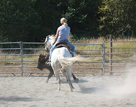 April Working Buffalo