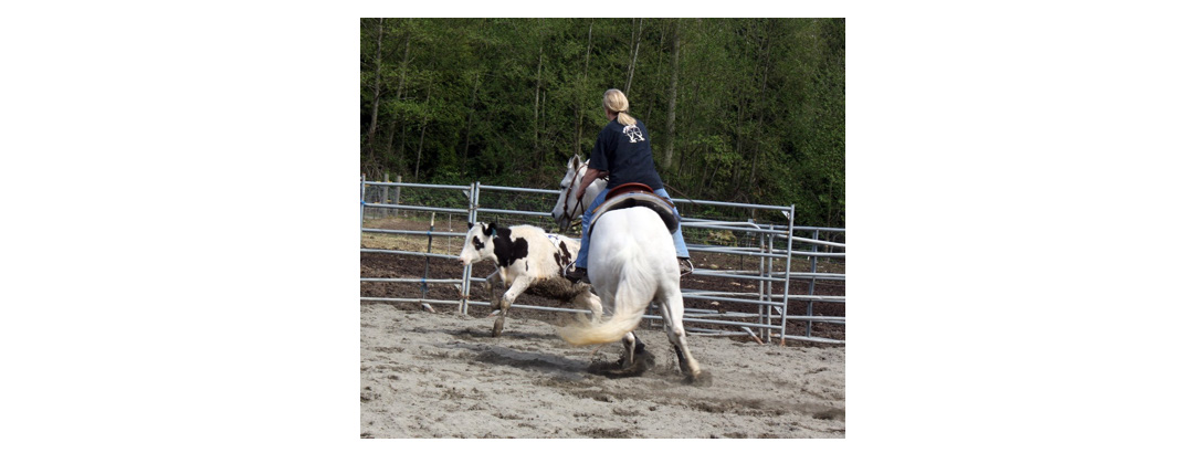 July 2014 Karen working cows