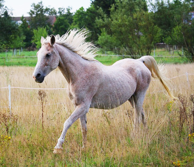 the-healthy-older-horse-colorado-horse-source