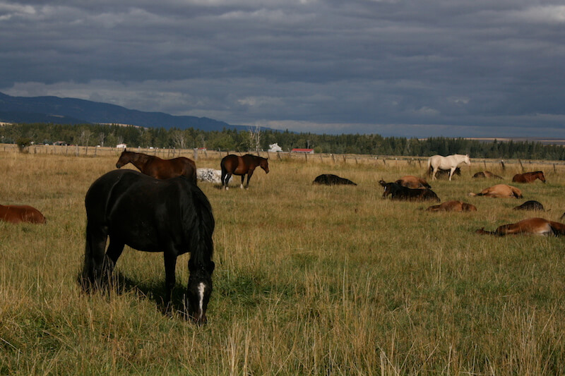 Fine for the Bovine, Fatal for the EquineColorado Horse Source