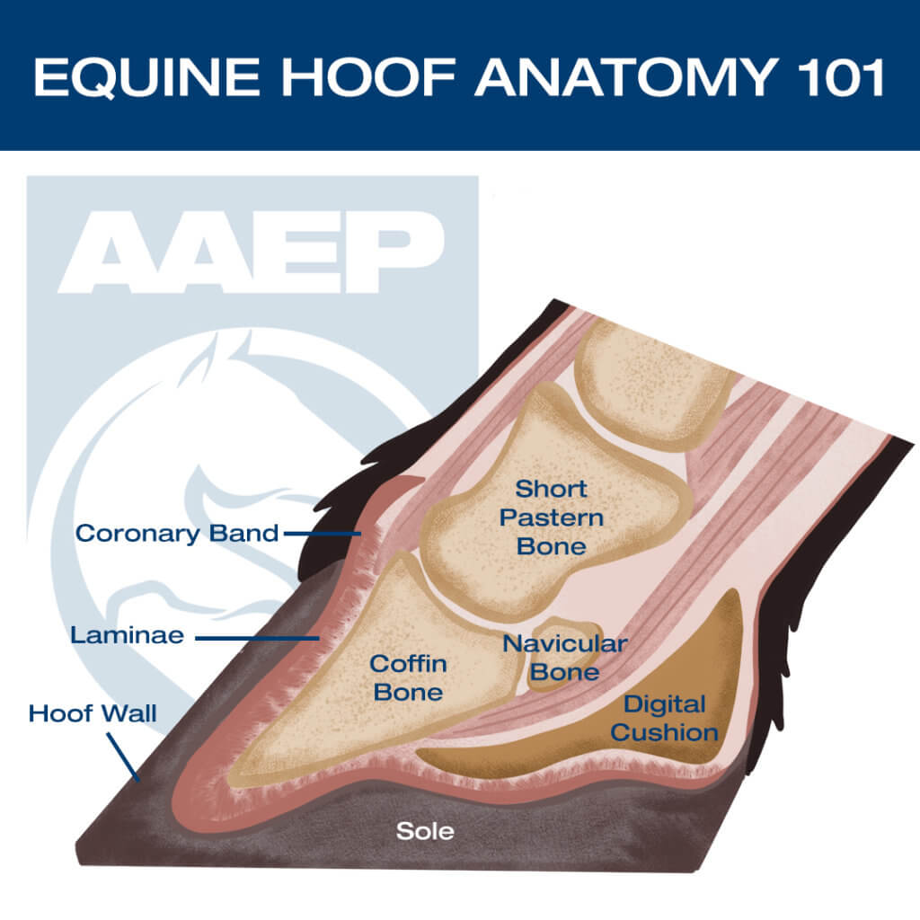 HOOF ABSCESSES EXPLAINEDColorado Horse Source