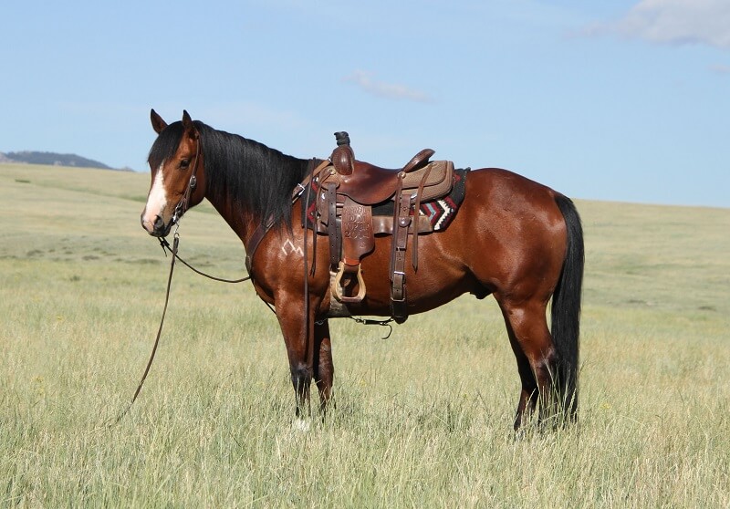 The DiamondMcNabb Ranch Horse Sale Celebrates its 15Year Anniversary