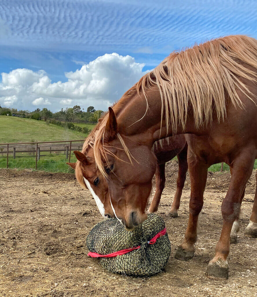 automatic hay feeders