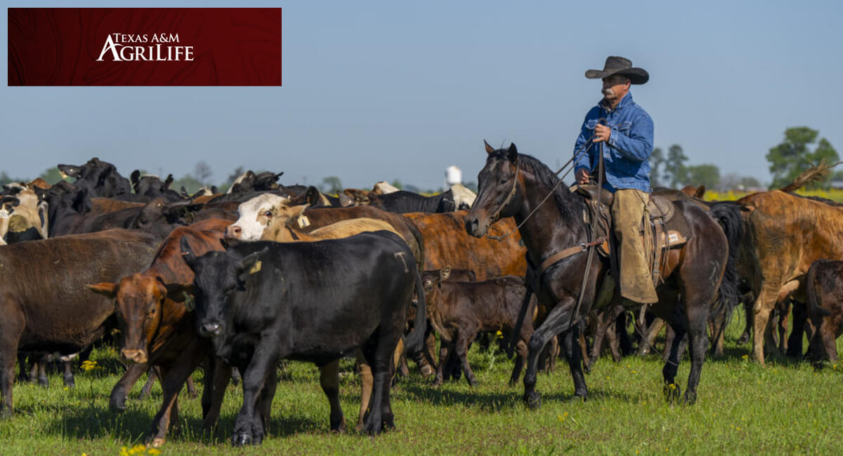 ranch horses