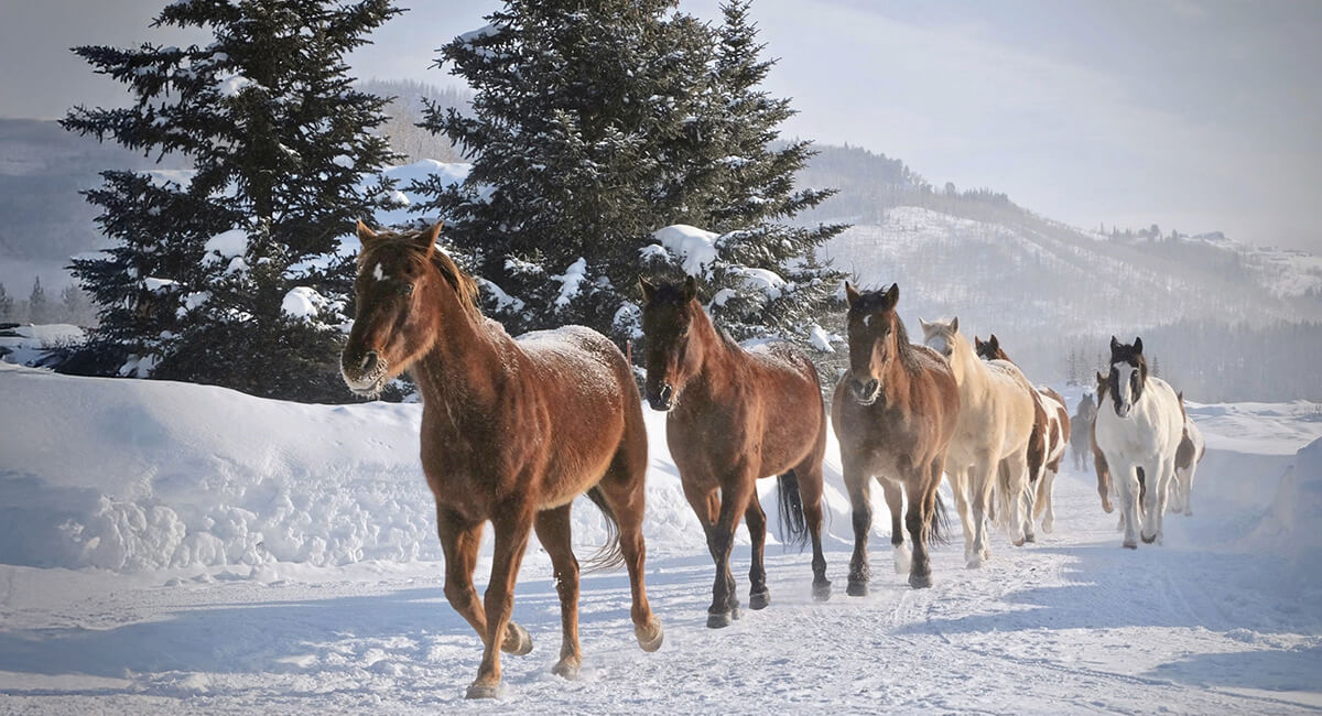 year-round dude ranch