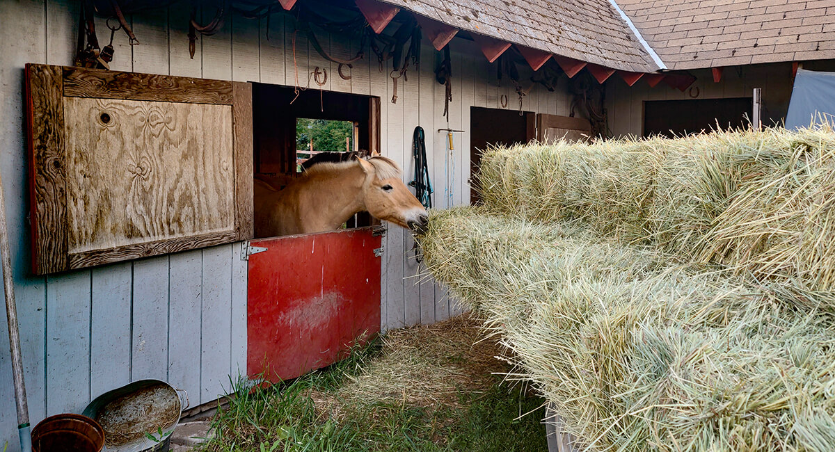 hay season