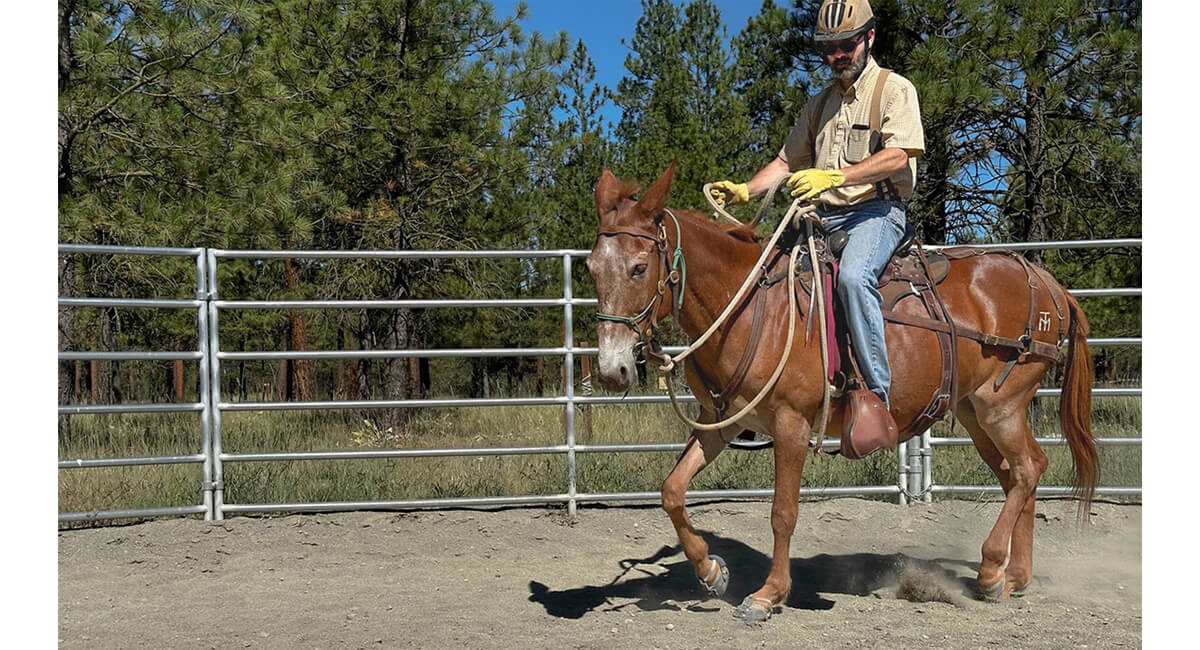 trail horses